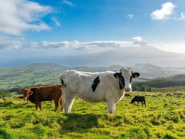 The Azores !