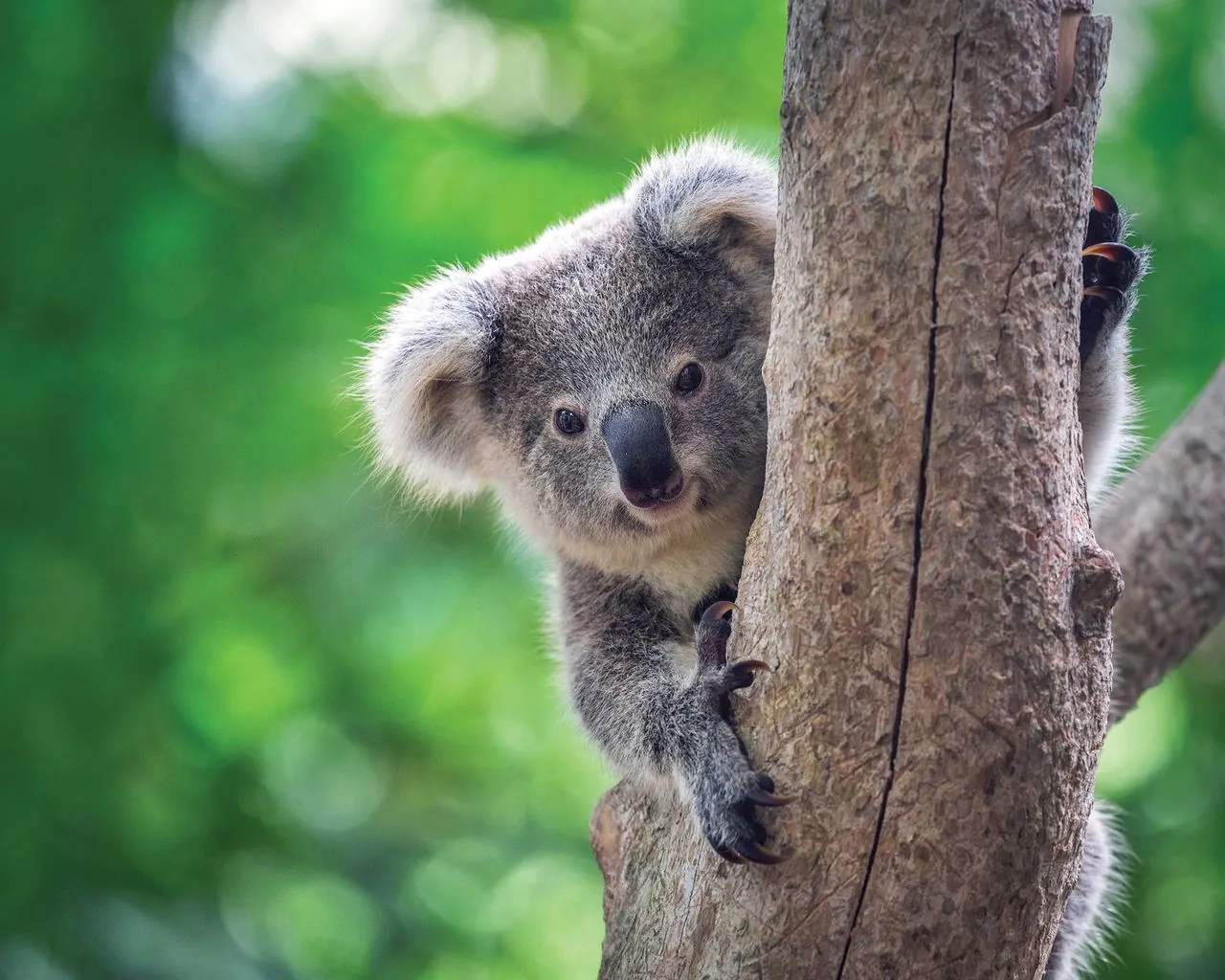 G'Day Australia