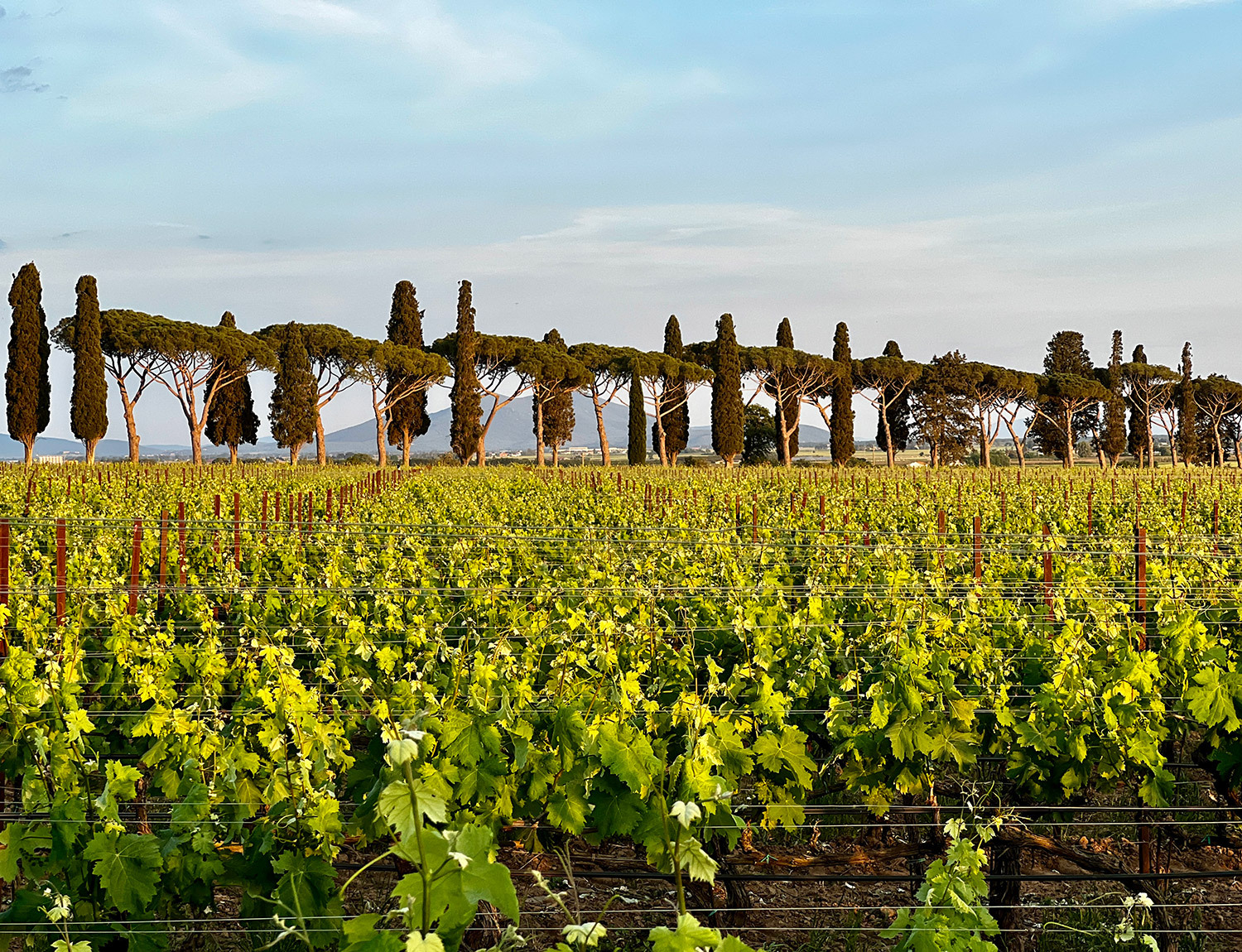 Wine & Dine in Italy