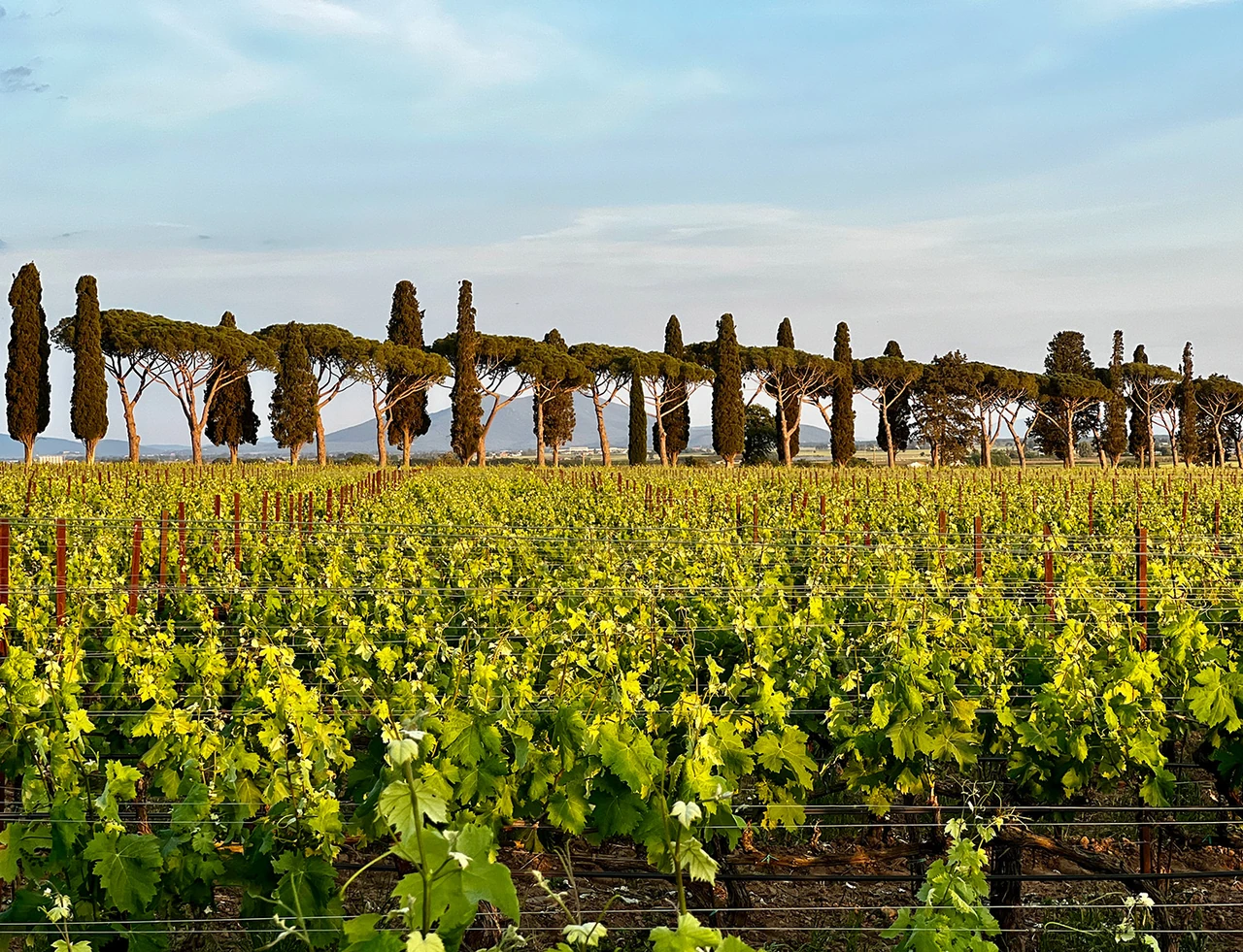 Wine & Dine in Italy