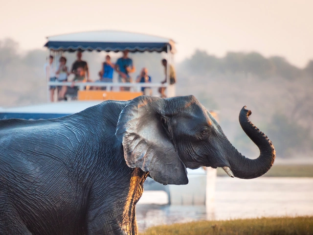 African Safaris