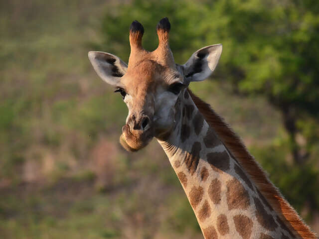 Cape Town / Kruger Private Reserve