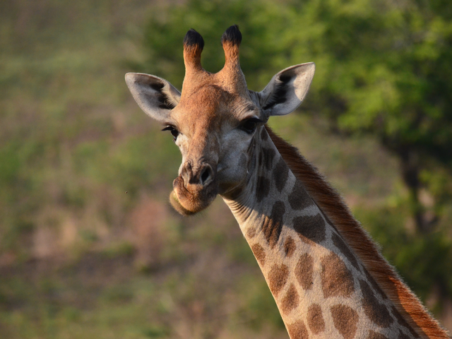 Cape Town / Kruger Private Reserve