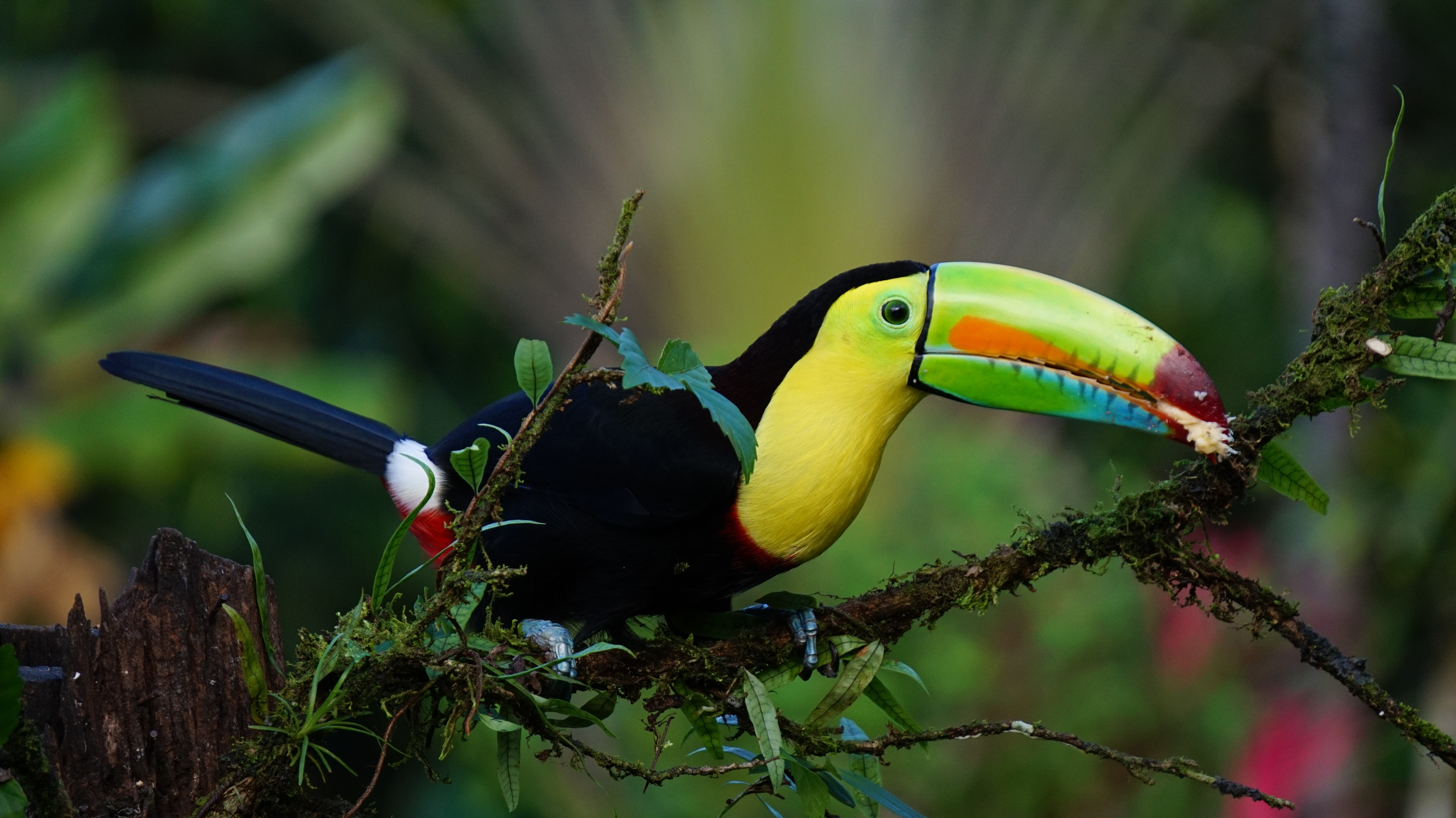 Monograms’ Wanderlist Costa Rica 2019 Packages Now on Sale