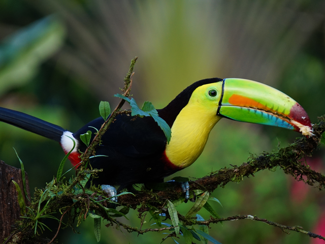 Monograms’ Wanderlist Costa Rica 2019 Packages Now on Sale