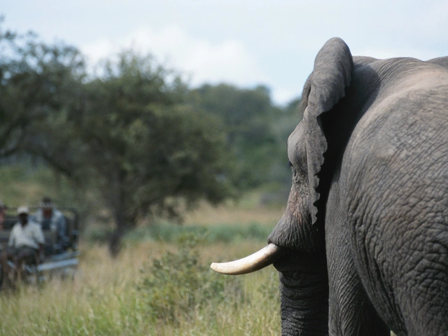 Elephant Safari