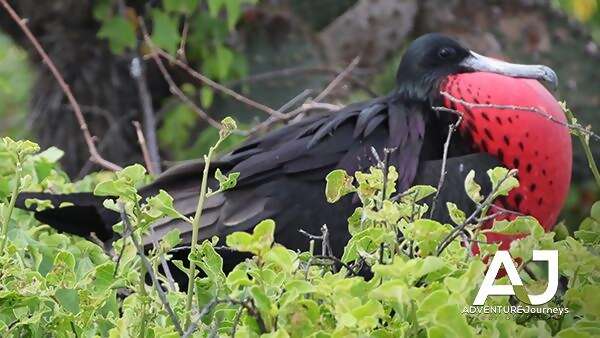 Galapagos Islands Birds