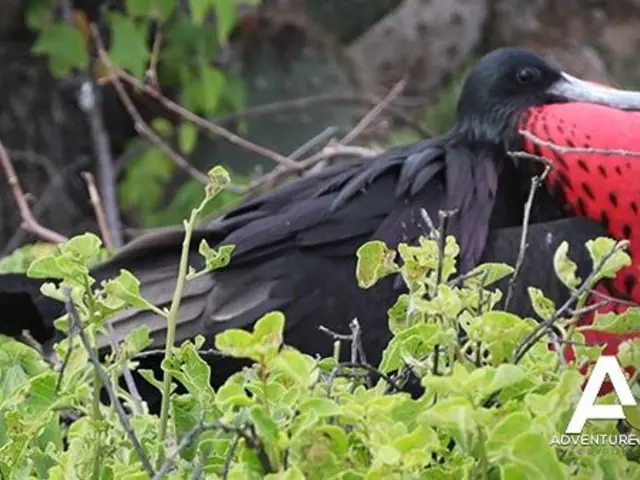 Galapagos Islands Birds