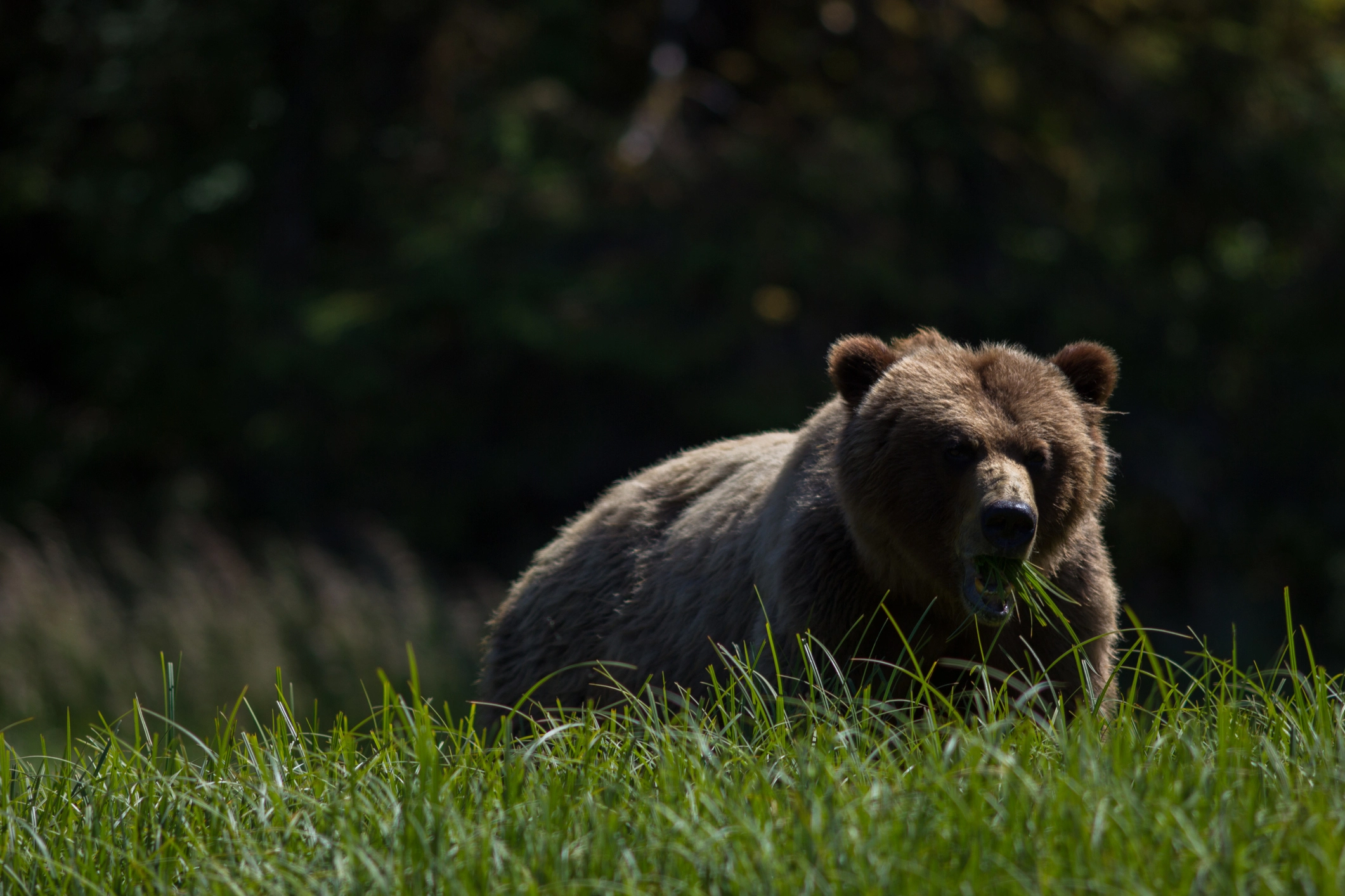 Wednesday, June 01, 2022 <br>Grizzly Bear Tour