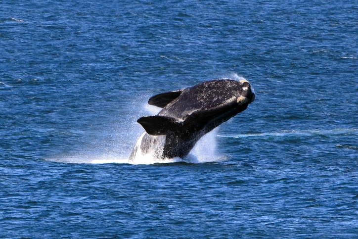 Celebrating World Wildlife day in South Africa
