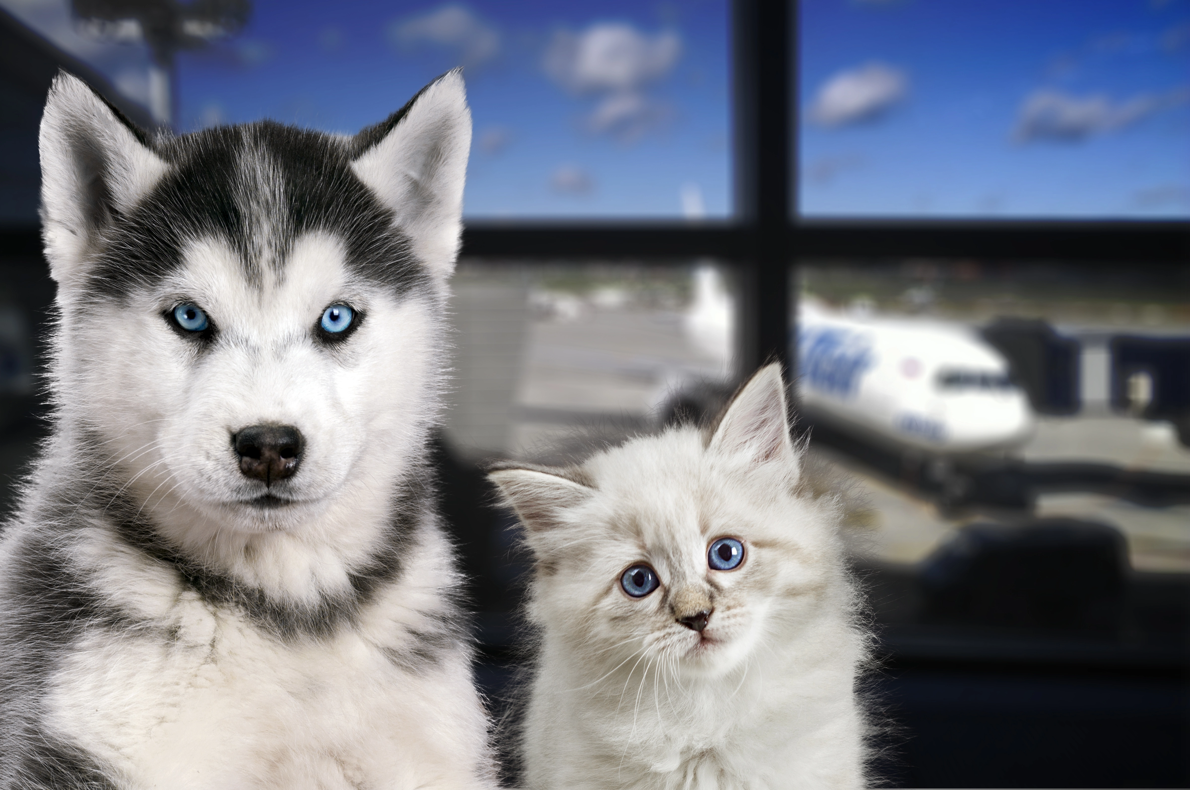 Air Transat now accepting pets onboard