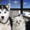 Air Transat now accepting pets onboard
