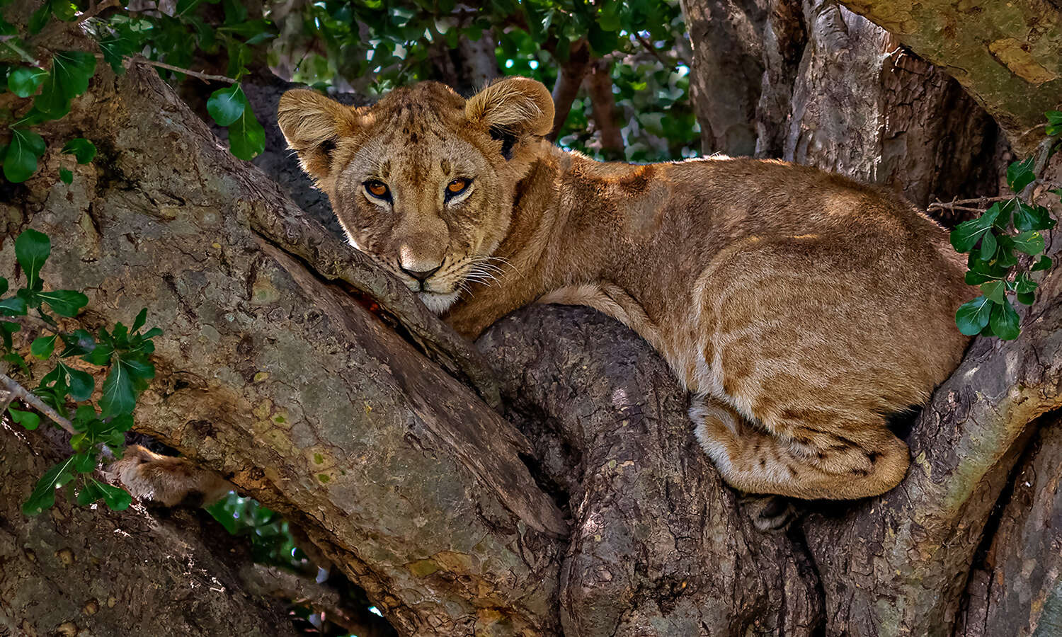 Kenya Africa