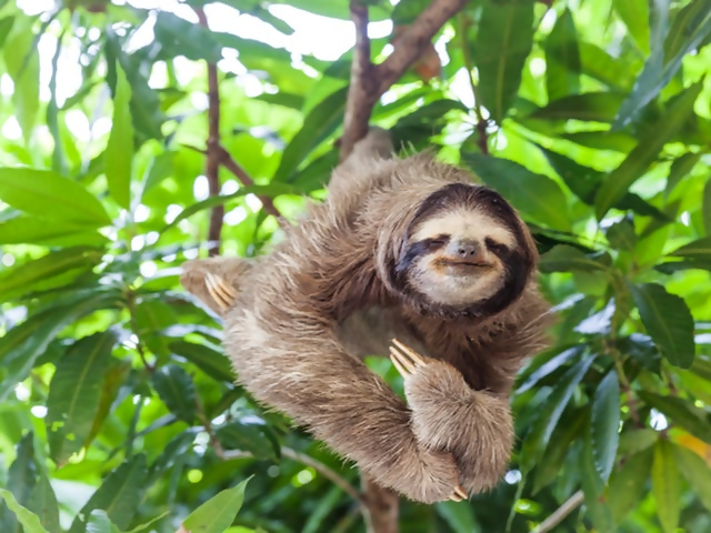 Journey Through Panama