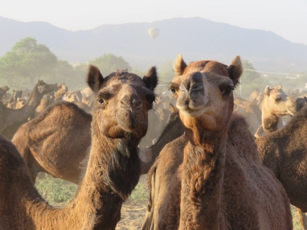 Pushkar Camels
