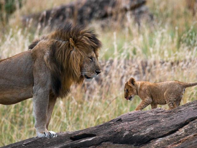 5 Little-Known Facts about Africa's 'Big Five' Animals