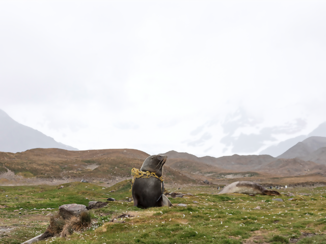 To Celebrate 125 Years of Exploring, this Expedition Cruise Line Bans Plastics