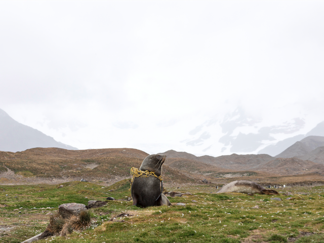 To Celebrate 125 Years of Exploring, this Expedition Cruise Line Bans Plastics