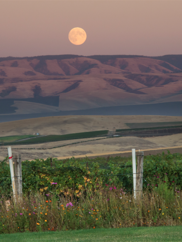 5 American Wine Regions You Need to Visit Next