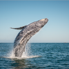 11 Best Places in the World to Go Whale Watching