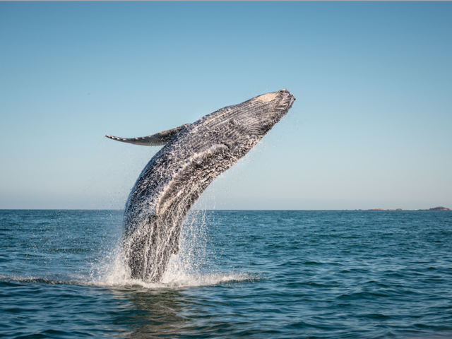 11 Best Places in the World to Go Whale Watching