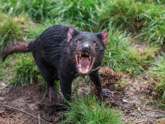 10 Amazing Facts about the Tasmanian Devil