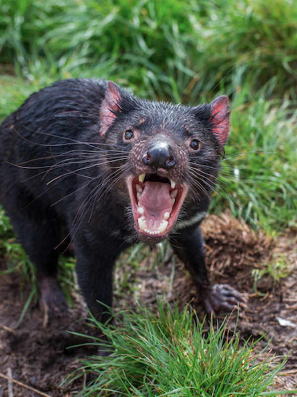 10 Amazing Facts about the Tasmanian Devil