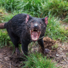 10 Amazing Facts about the Tasmanian Devil