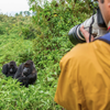 World Gorilla Day: 3 Things a Travel and Animal Lover Can Do