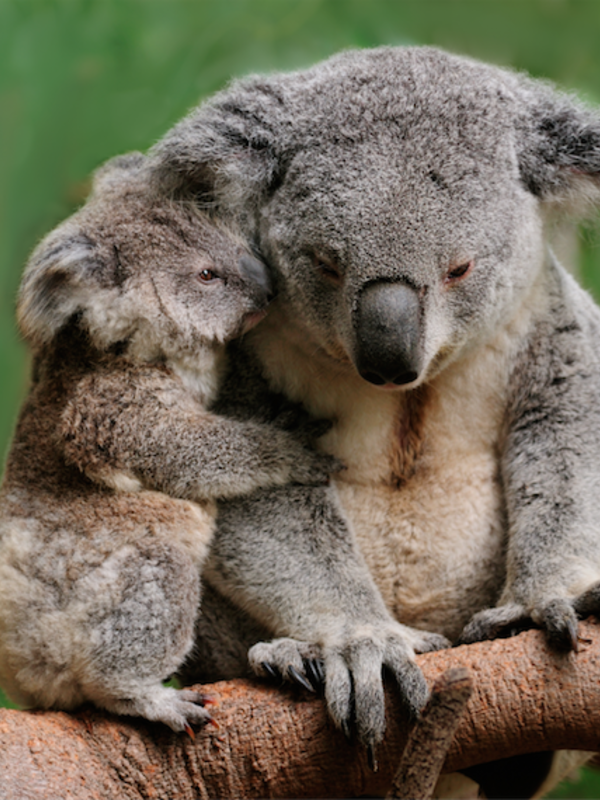 How You Can Help Now in Australia - Hint: It's Not Knitting Another Koala Cozy