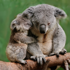 How You Can Help Now in Australia - Hint: It's Not Knitting Another Koala Cozy