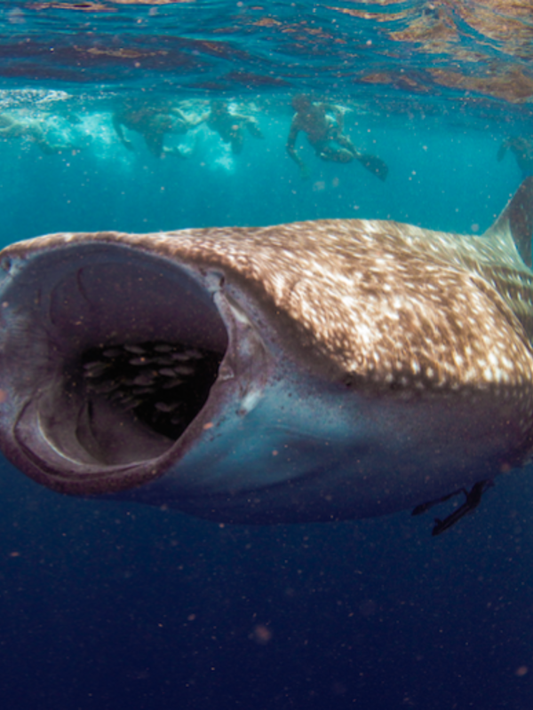 The Whale Shark Whisperer of Cabo