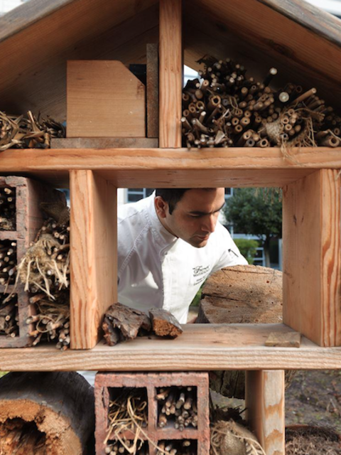 These 'Hotels' are Full of 'Guests' Throughout Pandemic - Part of Fairmont's 'Bee Sustainable' Program