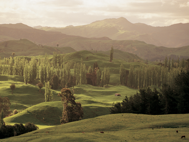Wish Away the Worst of 2020, Give Thanks, and Plant Hope - Tourism New Zealand's Forest Initiative