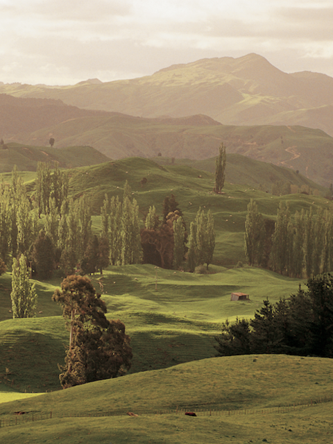 Wish Away the Worst of 2020, Give Thanks, and Plant Hope - Tourism New Zealand's Forest Initiative