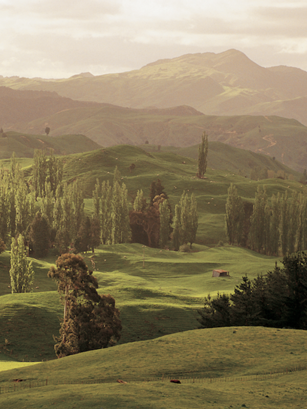 Wish Away the Worst of 2020, Give Thanks, and Plant Hope - Tourism New Zealand's Forest Initiative