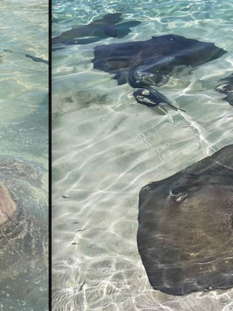 Meet the Stingray Whisperer of the Bahamas