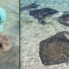Meet the Stingray Whisperer of the Bahamas