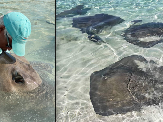 Meet the Stingray Whisperer of the Bahamas