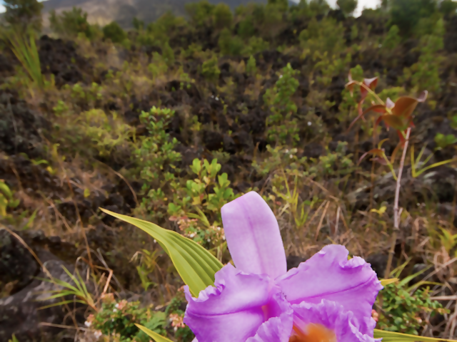 Spring Gardens, Tropical-Style in Costa Rica