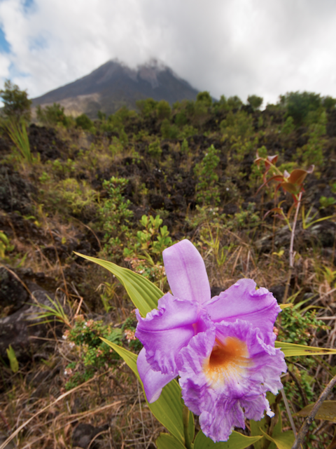 Spring Gardens, Tropical-Style in Costa Rica