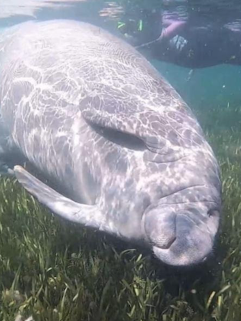 How to Meet Coastal Florida's 'Gentle Giants'