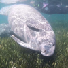 How to Meet Coastal Florida's 'Gentle Giants'