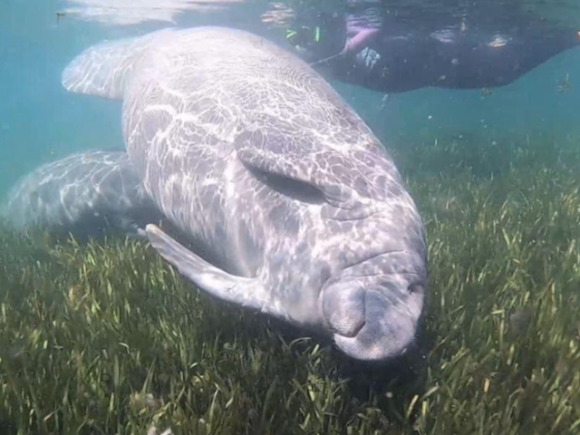 How to Meet Coastal Florida's 'Gentle Giants'