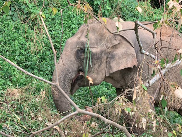The Good Travel News We All Need at the End of 2021: Elephants Return to Conservation Area and Eco-lodge in Cambodia