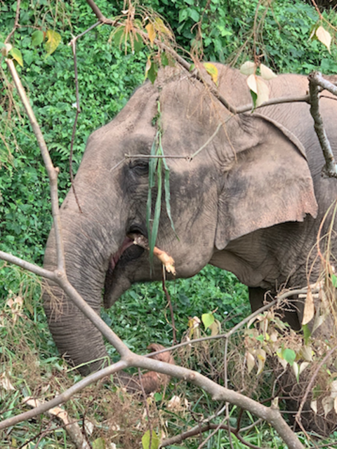 The Good Travel News We All Need at the End of 2021: Elephants Return to Conservation Area and Eco-lodge in Cambodia