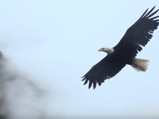 Why Taking an Alaska Cruise is 'For the Birds'