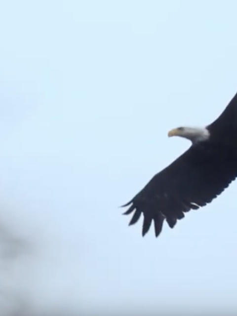 Why Taking an Alaska Cruise is 'For the Birds'