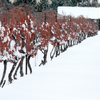 Where in the World to Drink Ice Wine