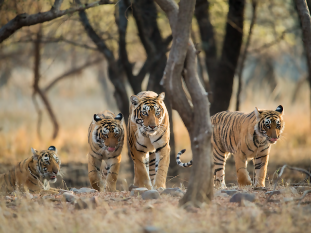 Travel During Year of the Tiger: Where to See Tigers in the Wild